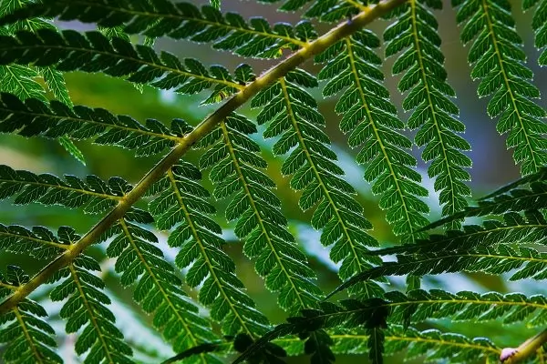 Dicksonia antartica