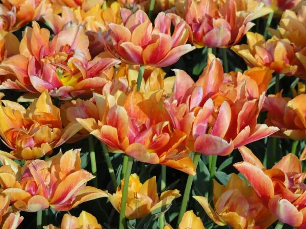 Tulipa Willem Van Oranje
