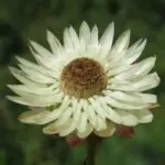 Xerochrysum bracteatum