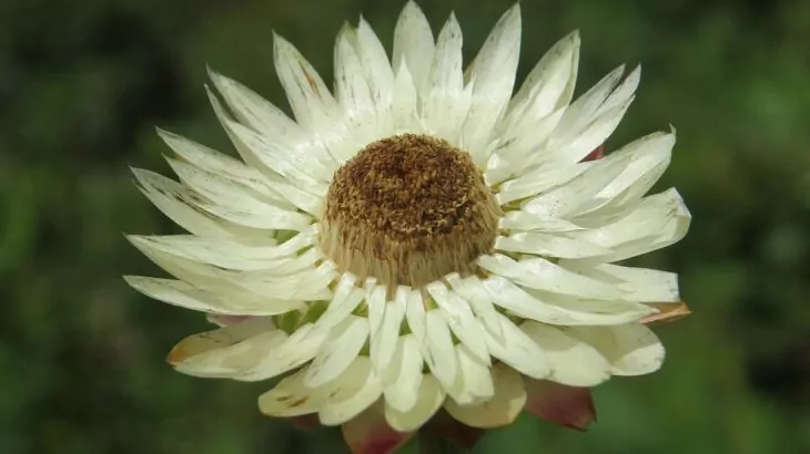 Xerochrysum bracteatum