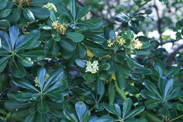 Pittosporum (Pittosporo)