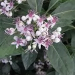 Dichroa versicolor