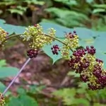 Aralia racemosa