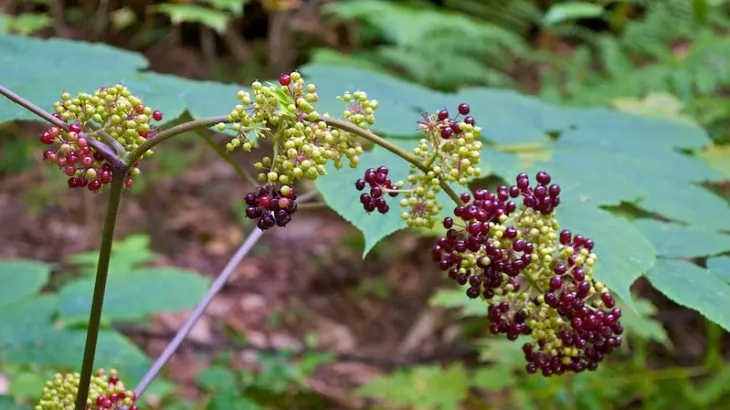 Aralia racemosa