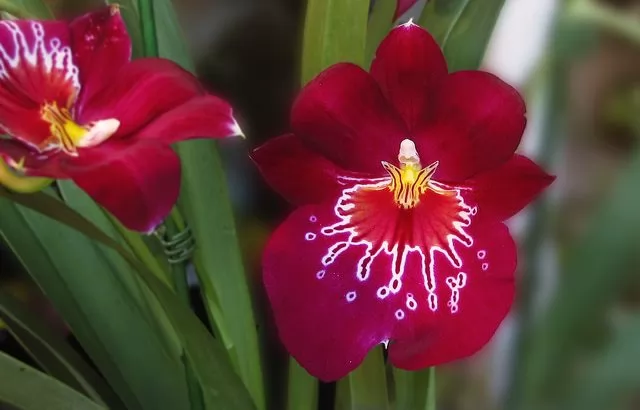 Miltonia o Orchidea Pansé