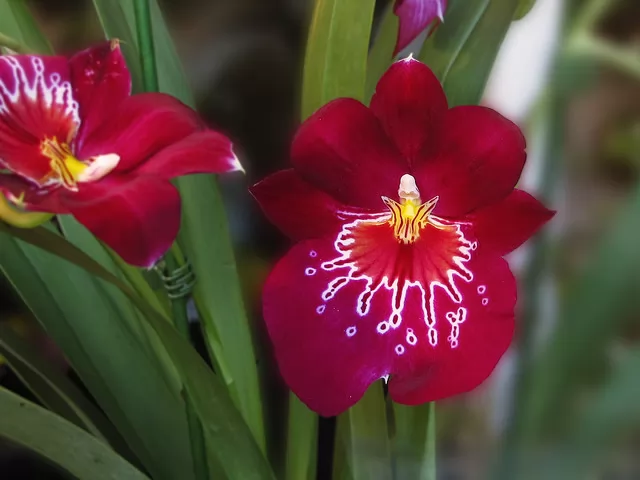 Miltonia o Orchidea Pansé