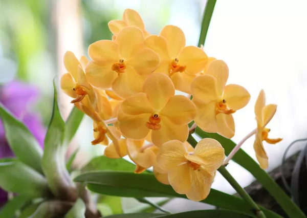Ibridi vanda orchidea - ascocenda
