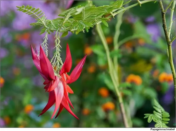 Clianthus puniceus