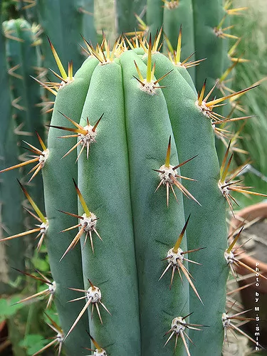 cactus macrogonus