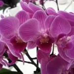 Di quanta luce hanno bisogno le Orchidee?