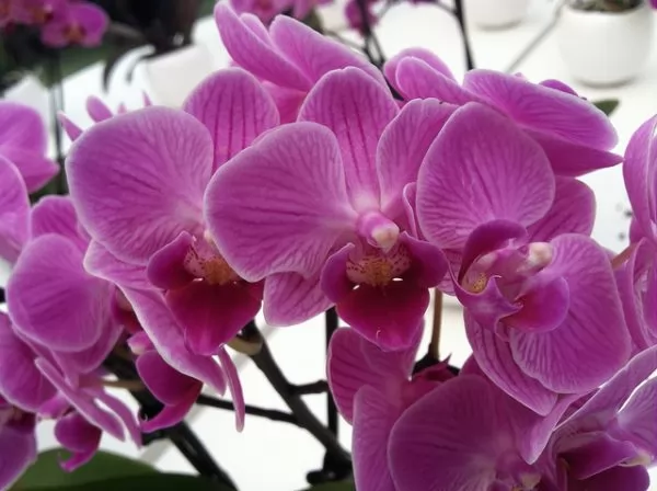 Di quanta luce hanno bisogno le Orchidee