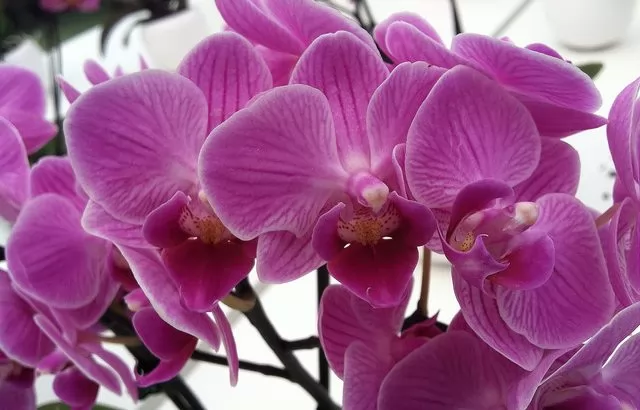 Di quanta luce hanno bisogno le Orchidee