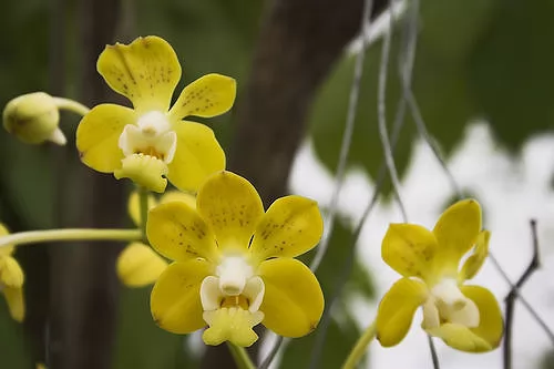 orchidea vanda denisoniana profumata