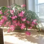 Come far fiorire il cactus di Natale