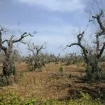 Riforestazione in Puglia dopo la Xylella: al via il bando del PSR