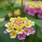 Lantana