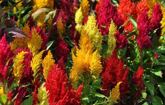 coltivazione celosia argentea