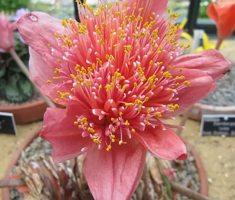 Haemanthus