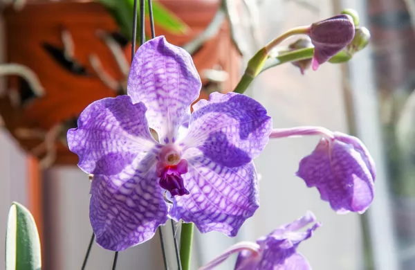 orchidea vanda luce