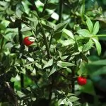 Pungitopo (Ruscus aculeatus)