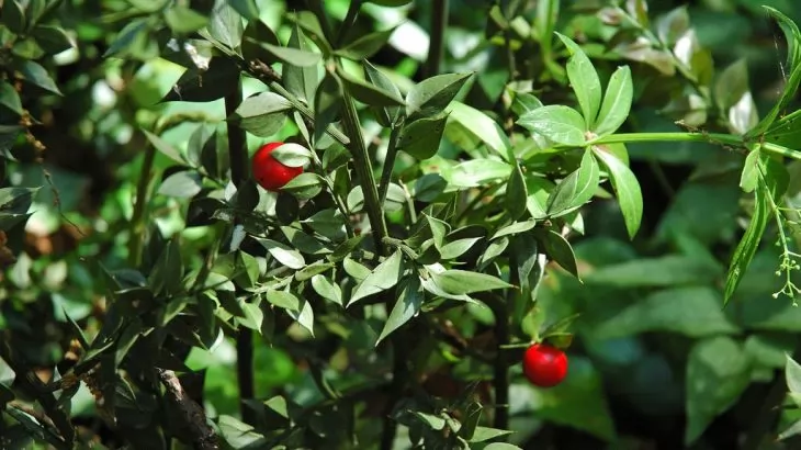 Pungitopo - ruscus aculeatus