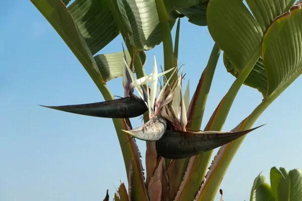 Strelitzia alba 