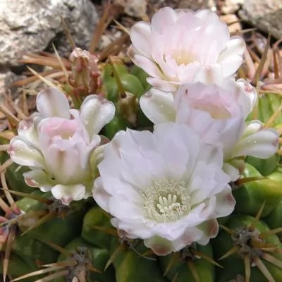 cactus gymnocalycium monvillei