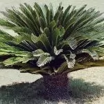 Cycas