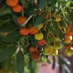 Corbezzolo (Arbutus unedo)