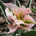 Tulipani Viridiflora