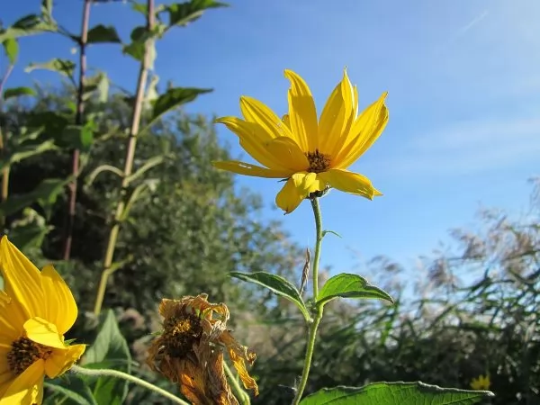 Topinambur o Helianthus tuberosus