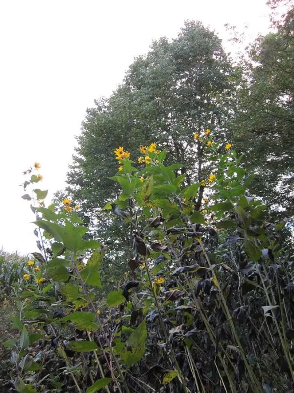 Topinambur o Helianthus tuberosus