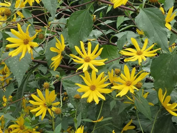 Topinambur o Helianthus tuberosus