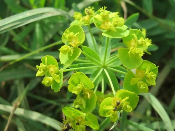 Euphorbia