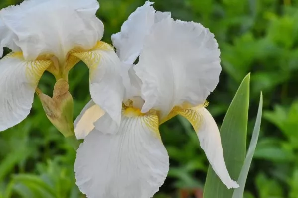 Iris albicans Iris barbati