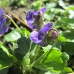 Viola mammola