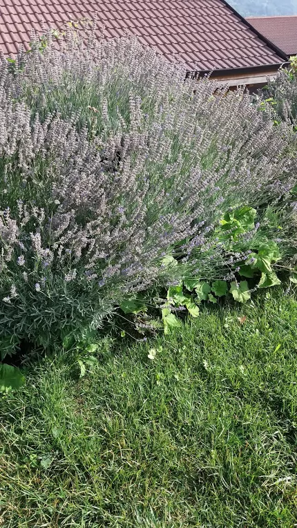 Lavandula Officinalis