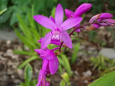 orchidea di terra cinese