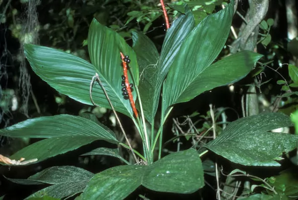 Chamaedorea ernesti-augusti