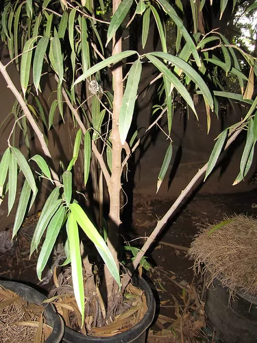 Ficus maclellandii con foglie secche