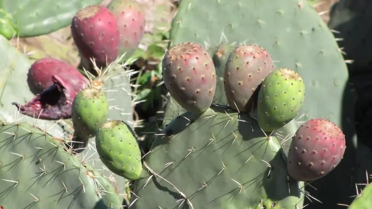 Fico d'India - Opuntia ficus-indica