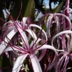 Crinum