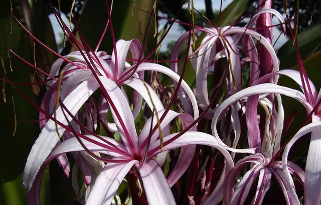 Crinum