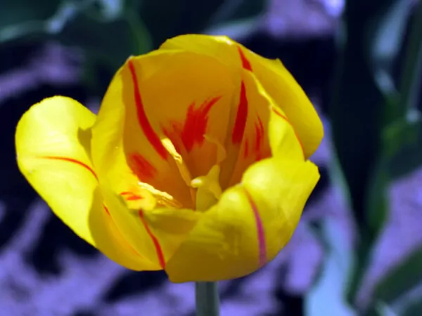 tulipano 'La Courtine' 