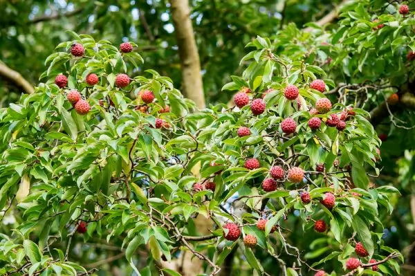 Frutti del Corniolo giapponese