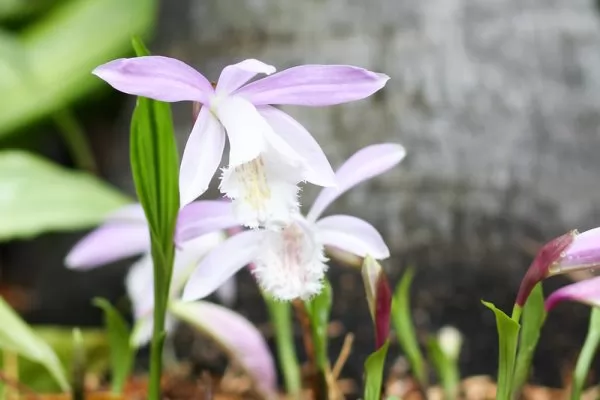 Pleione formosanum