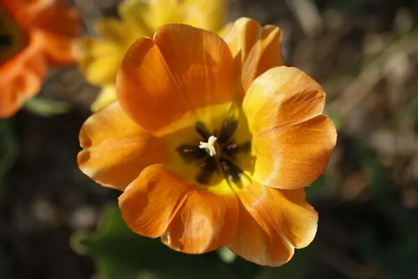 Tulipa Generaal De Wet
