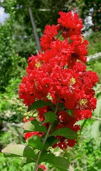 lagerstroemia varietà dynamite