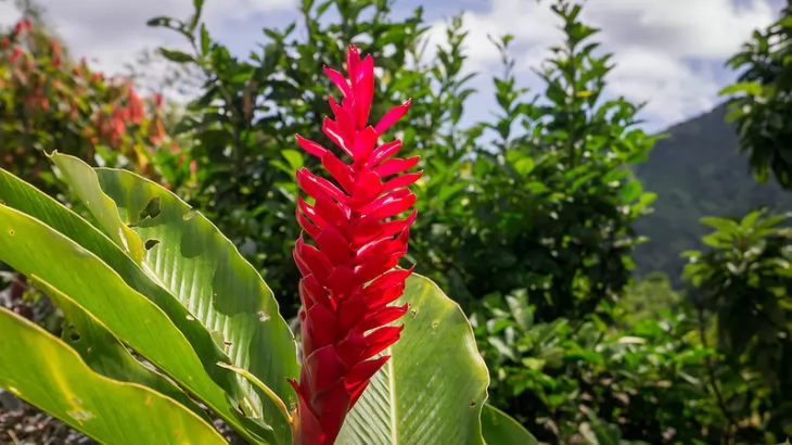 Pitcairnia