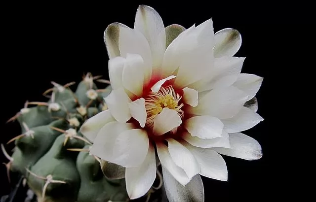 Cactus Gymnocalycium